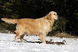 GESTATION - GOLDEN RETRIEVER 001